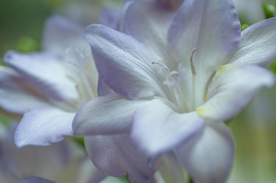 Tender Flowers of Freesia 11. Pastel Sketches Photograph by Jenny Rainbow