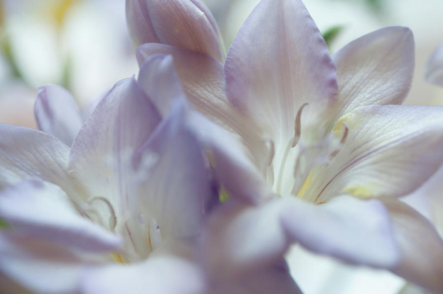 Tender Flowers of Freesia 12. Pastel Sketches Photograph by Jenny Rainbow