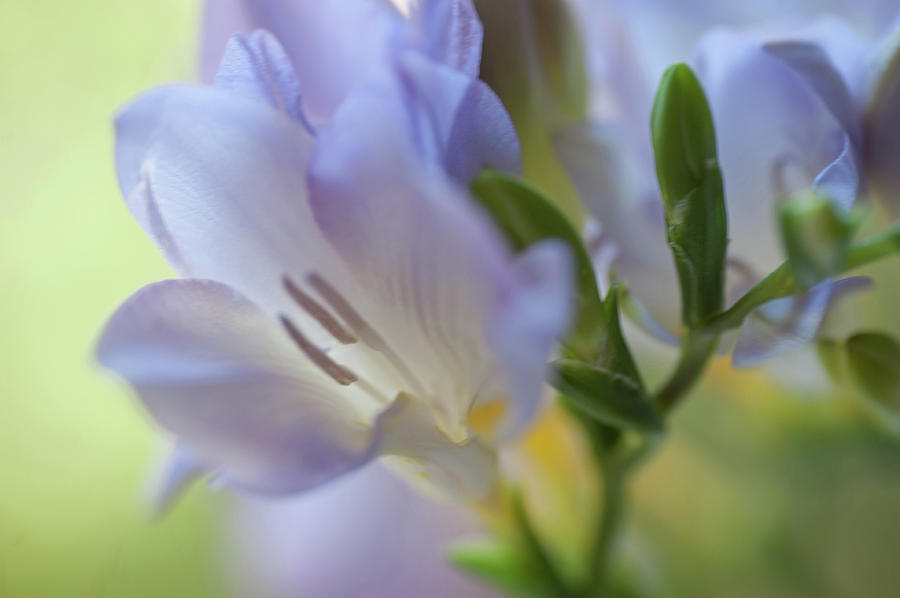 Tender Flowers of Freesia. Pastel Sketches Photograph by Jenny Rainbow