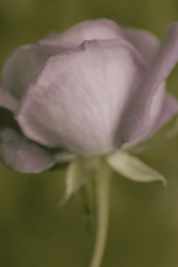Tender Lavender Rose Photograph by The Art Of Marilyn Ridoutt-Greene