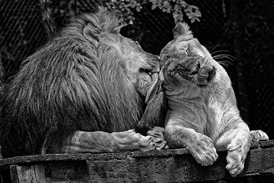 Tender Loving Care Photograph by Mountain Dreams