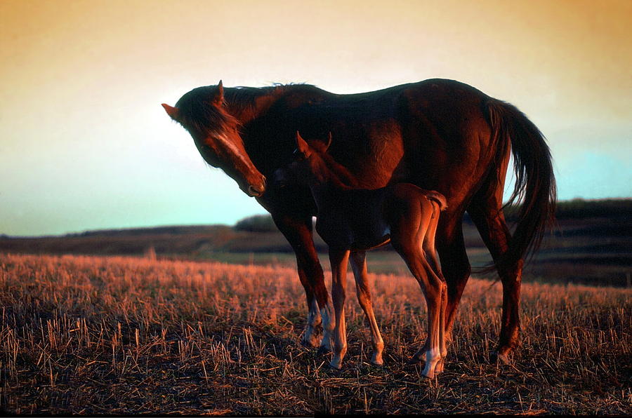 Horse Photograph - Tender Moment by Jim Sauchyn
