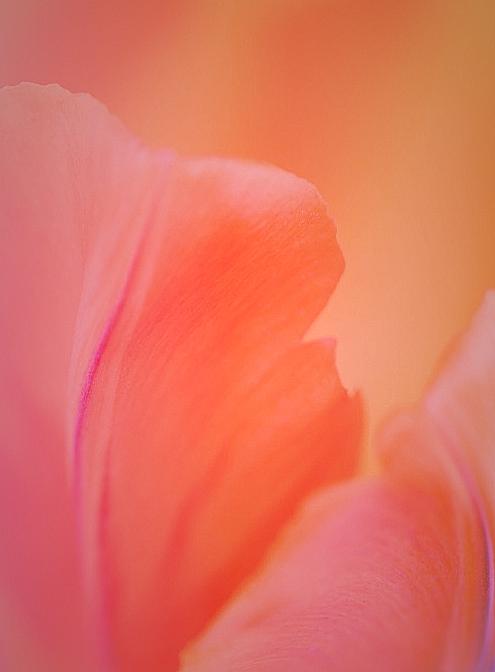 Tender Orange Petals Photograph by The Art Of Marilyn Ridoutt-Greene
