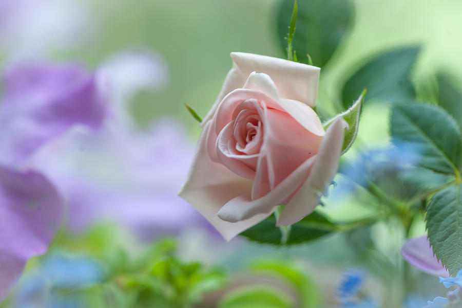 Tender Pink Rose Photograph