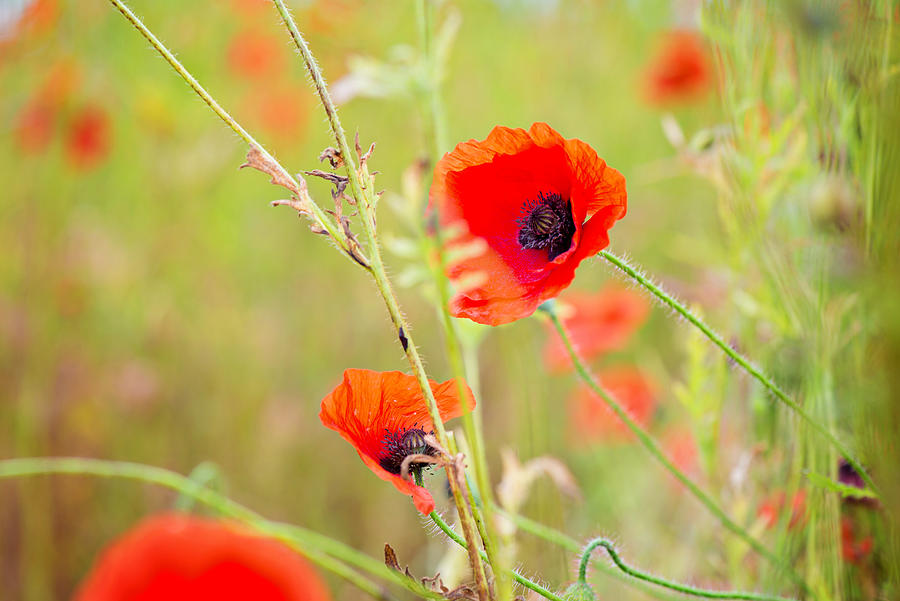 Tender shot of red poppies Photograph by Beautiful Things - Pixels