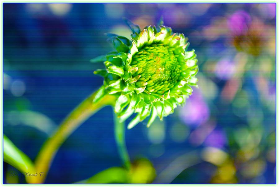 Tender  Sunflower Photograph by Sonali Gangane