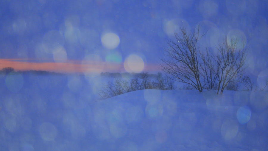 Tender Tears of Winter Photograph by Julie Lueders 
