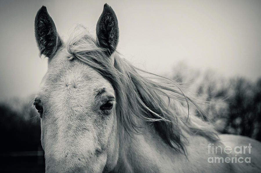 Tender White Horse Portrait Close Up Photograph by Dimitar Hristov