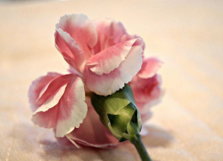 Flower Photograph - Tenderly by Kathy Bucari