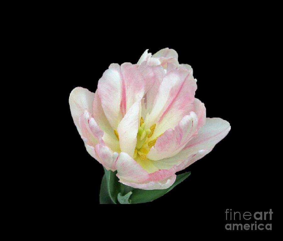 Tulip Photograph - Tenderness by Elizabeth Duggan