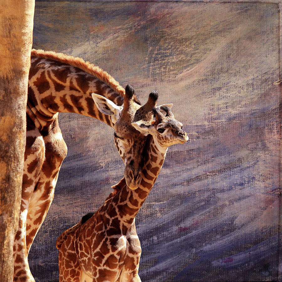 Tenderness Photograph by Judy Vincent