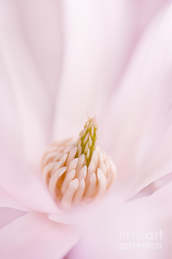 Magnolia Movie Photograph - Tenderness.. by LHJB Photography