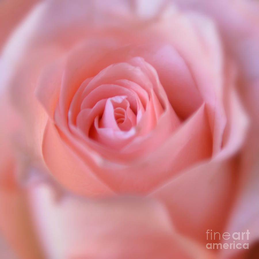 Tenderness of Pink Rose Photograph by Olga Hamilton