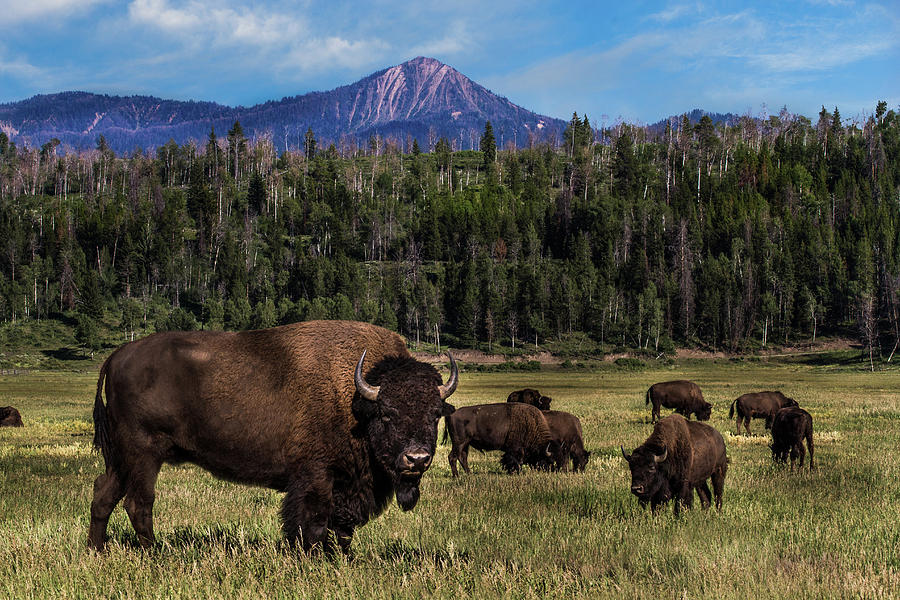 Tending the Herd. Grand Teton National Park, Wyoming Photograph by TL Mair