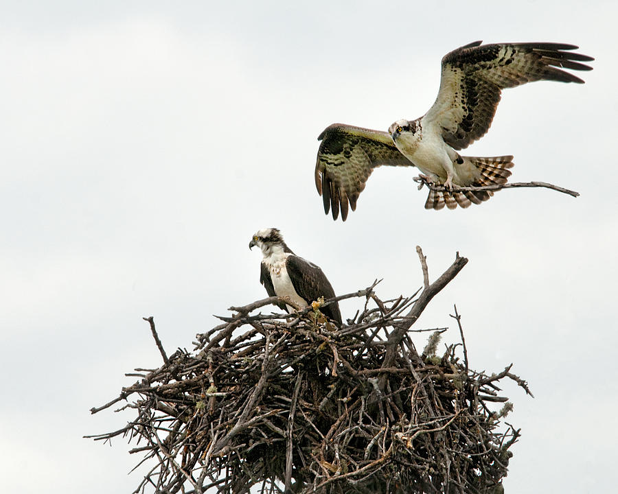 Two Ospreys Tending the Nest Photograph by Mitch Spence