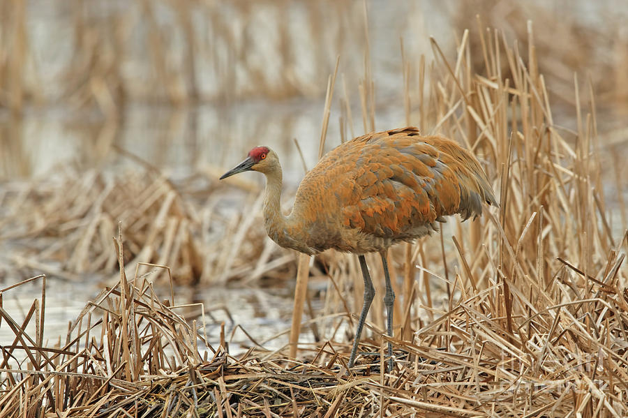 Tending the Nest Photograph by Natural Focal Point Photography - Fine ...