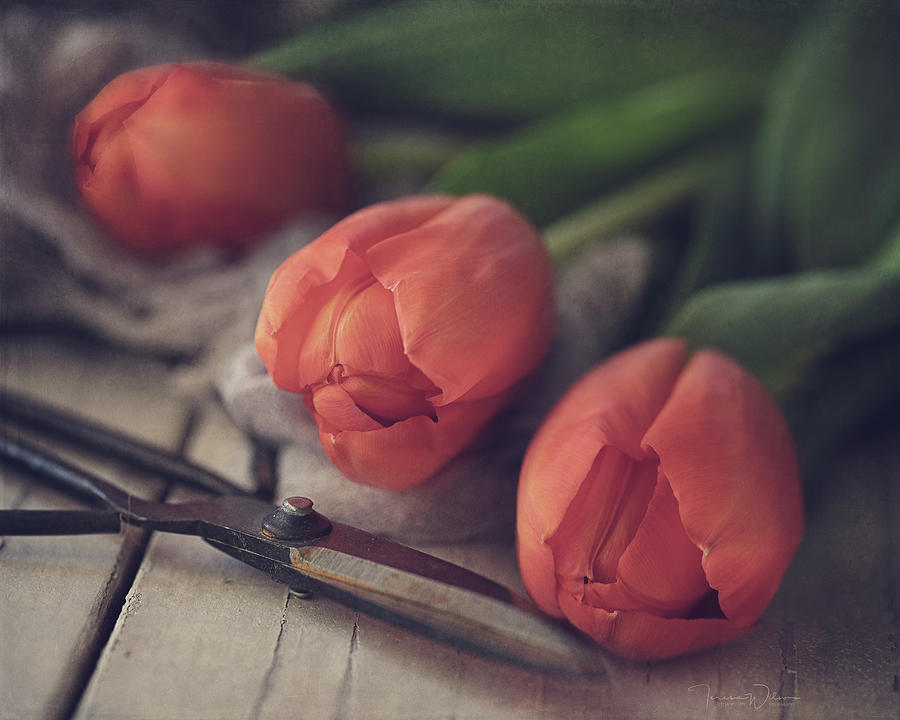 Tending the Tulips Photograph by Teresa Wilson