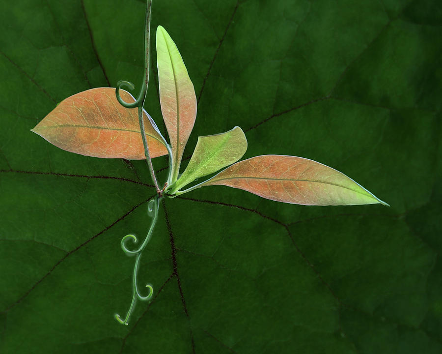 Tendril - Leaves Photograph by Nikolyn McDonald