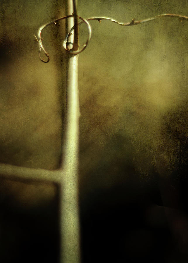 Nature Photograph - Tendril by Rebecca Sherman
