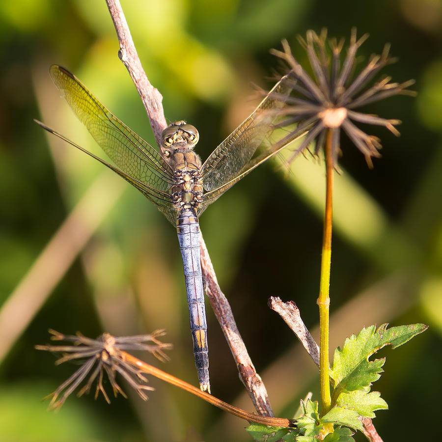 Teneral Blue Skimmer Dragonfly Photograph by Teale Britstra