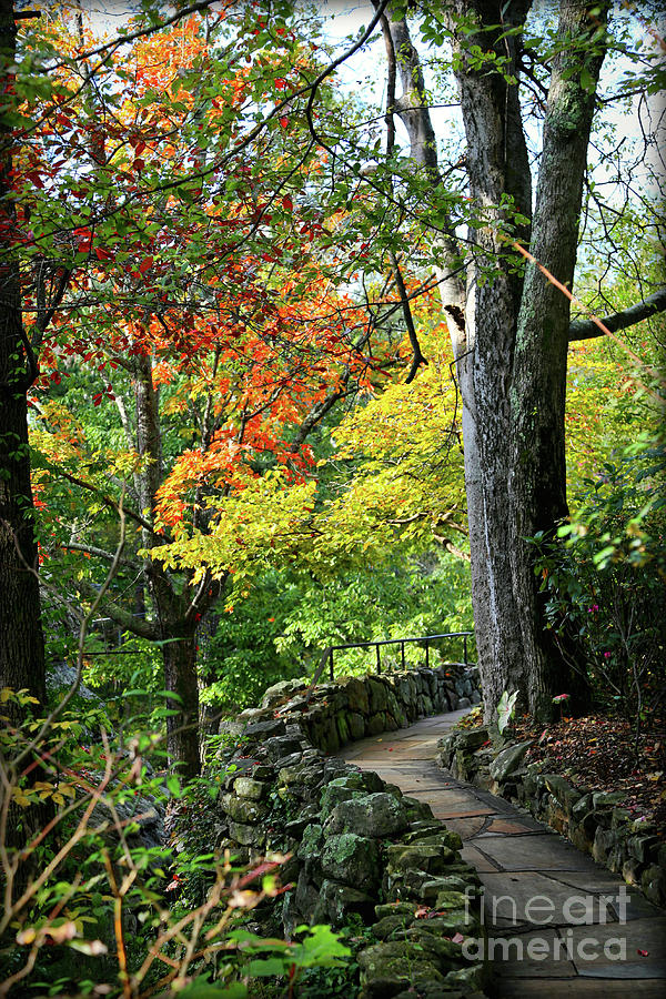 Tennessee Autumn Path Photograph by Carol Groenen