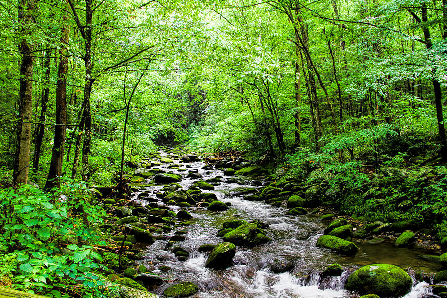 Tennessee Back Country Photograph by Brent Kelly | Fine Art America