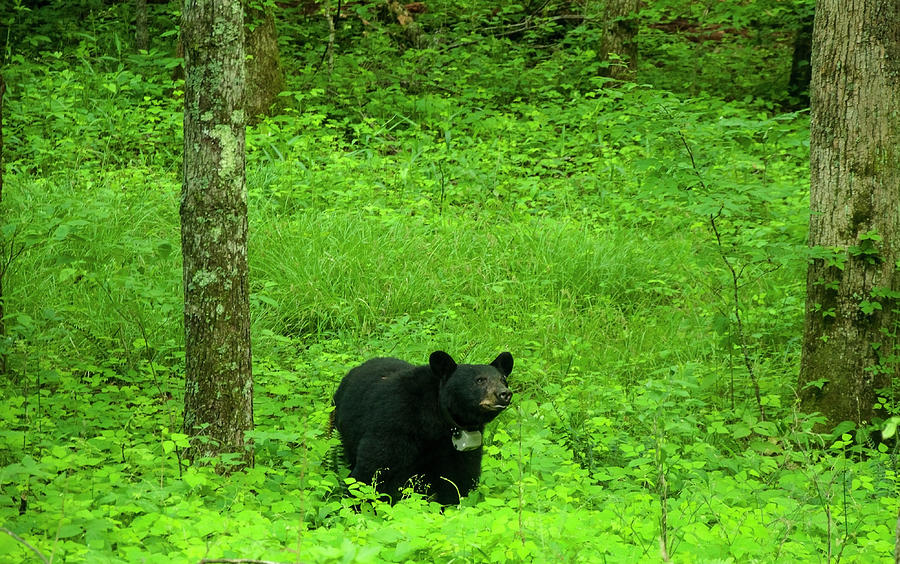 Tennessee Black Bear 1 Photograph