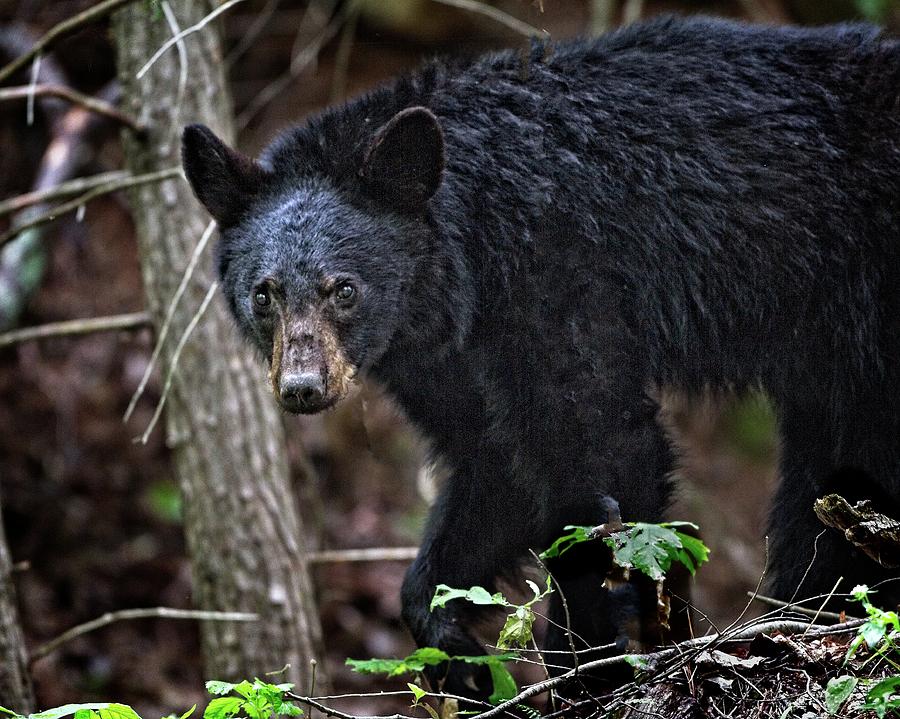 Tennessee Black Bear Photograph by Ronald Lutz