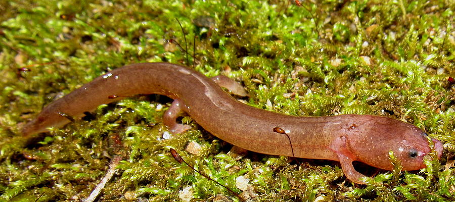 Tennessee Cave Salamander Photograph by Joshua Bales
