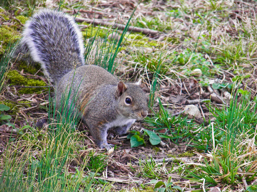 Tennessee Gray Squirrel Photograph by Nick Kirby