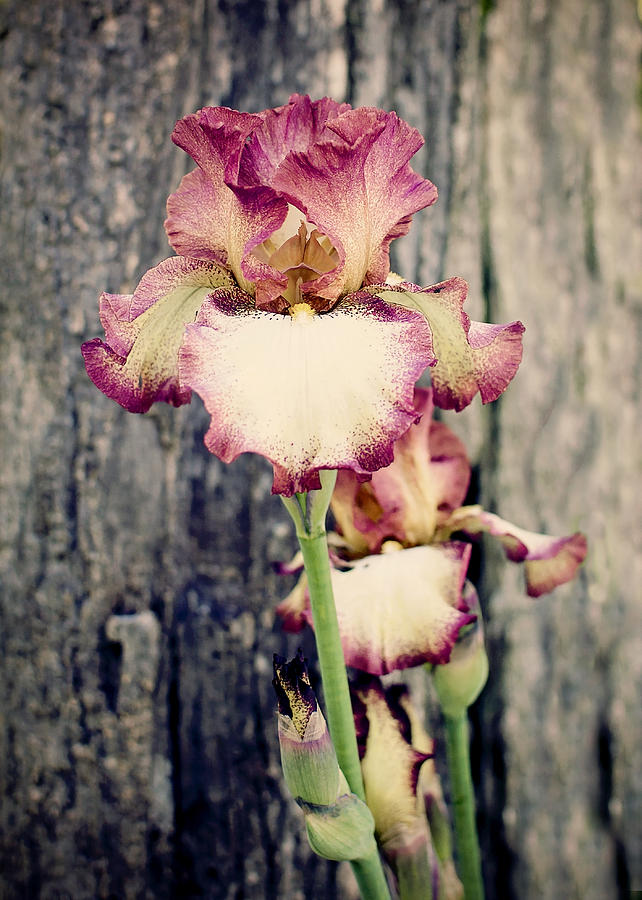 Iris Photograph - Tennessee Iris by Heather Applegate