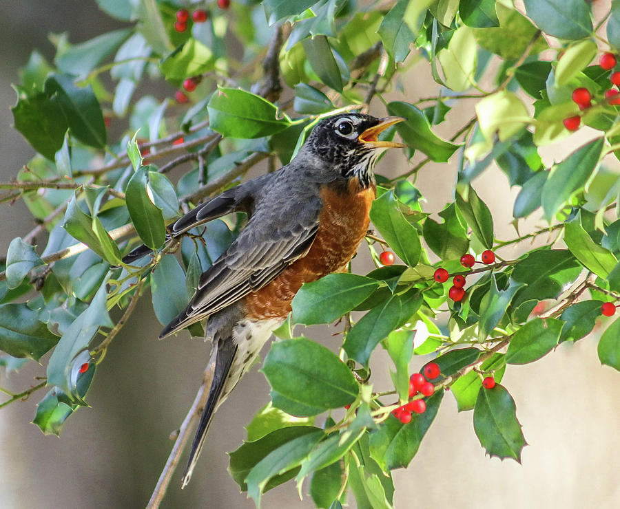 Tennessee Robin Photograph by Michele Butts Pixels