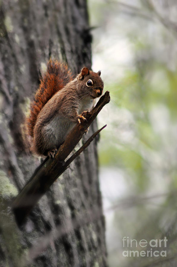 Tennessee Squirrel Photograph by Eric Liller