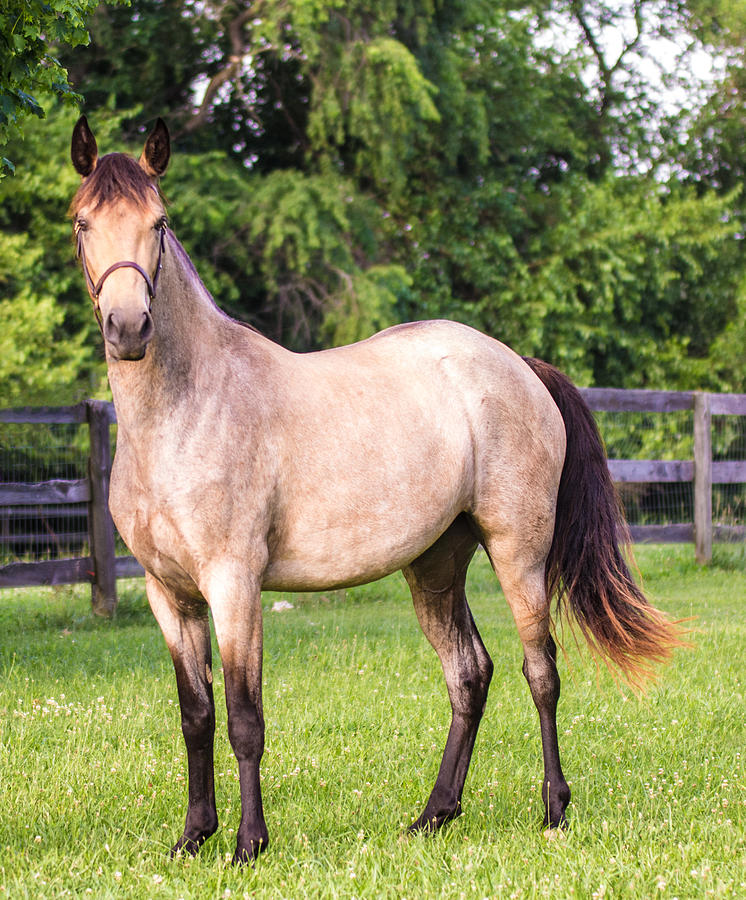 Tennessee Walking Horse Filly Photograph By Judith Picciotto - Fine Art ...