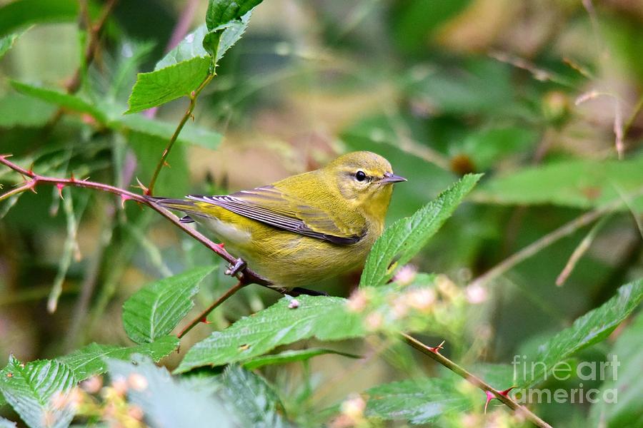 Warbler Photograph - Tennessee Warbler by Charles Trinkle