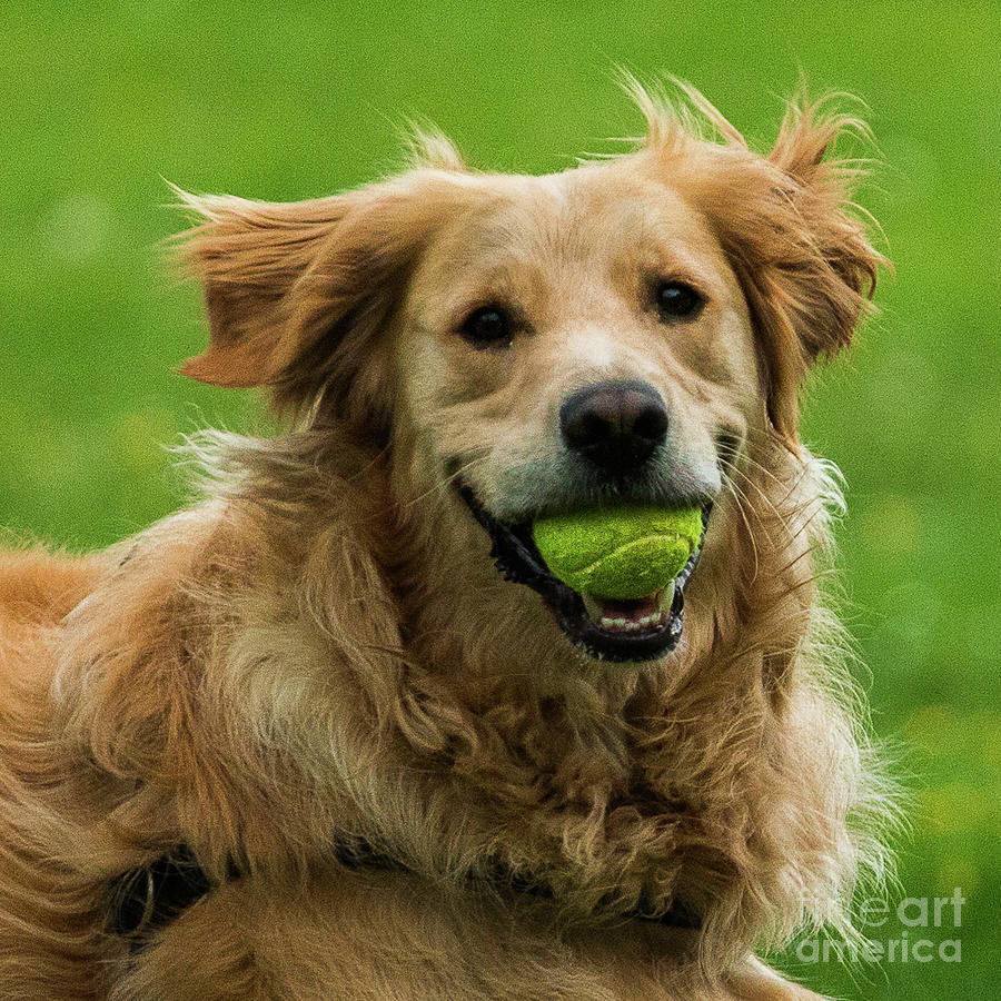 Tennis is on ..wanna play? by Fabrizio Malisan Tennis is on ..wanna play? by Fabrizio Malisan