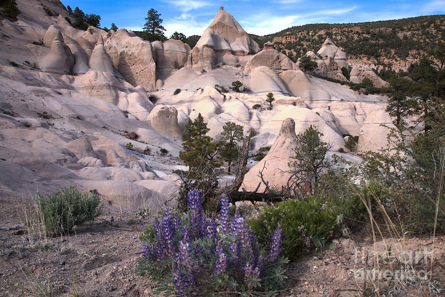 Mountain Photograph - Tent Canyon Flowers by Adam Jewell