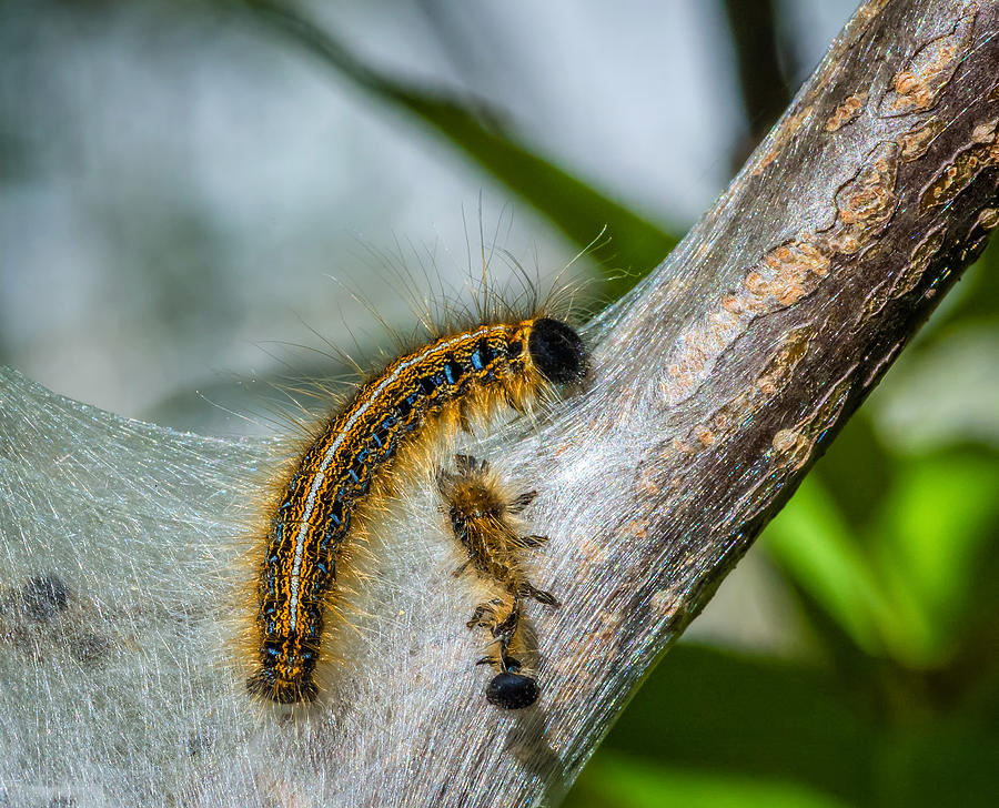 Tent Caterpillar Photograph By Steve Harrington