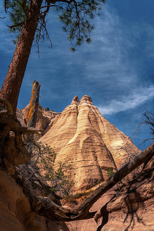 Tent Rock and Ponderosa Pine Photograph by Robert FERD Frank Tent Rock and Ponderosa Pine Photograph by Robert FERD Frank