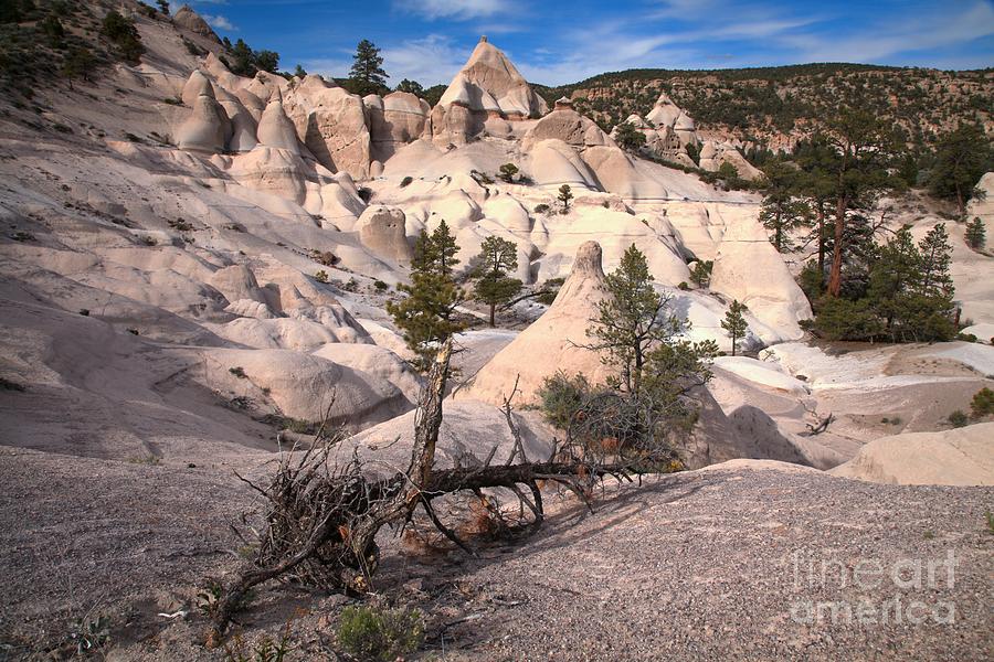 Tent Rock Canyon Tree Photograph by Adam Jewell