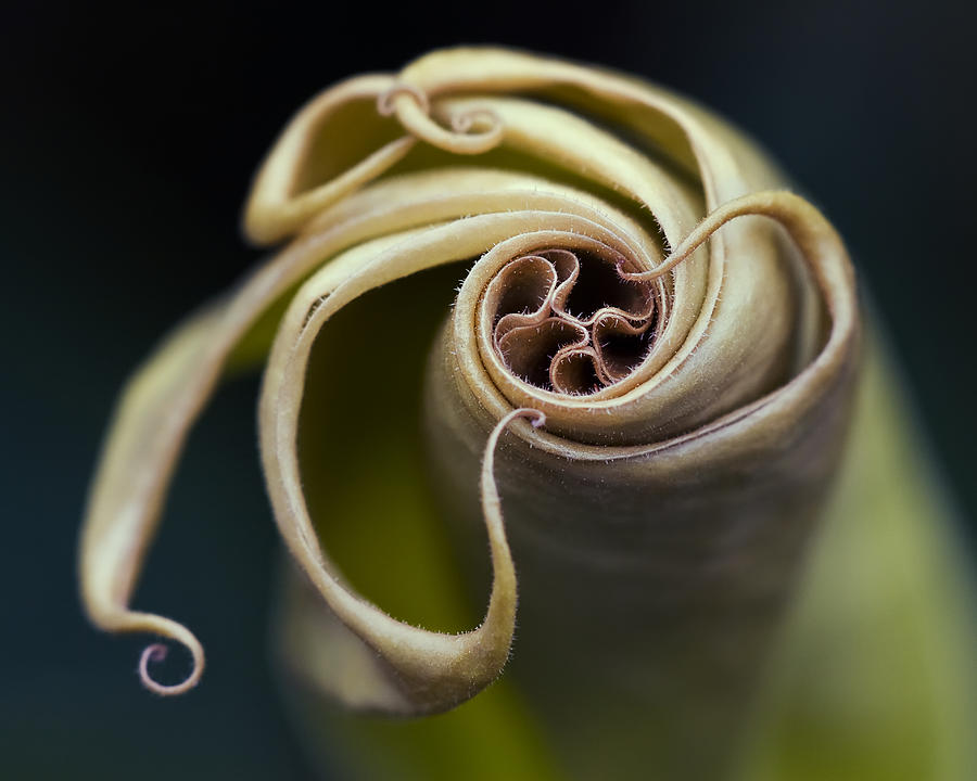Flowers Still Life Photograph - Tentacles by Margaret Barry