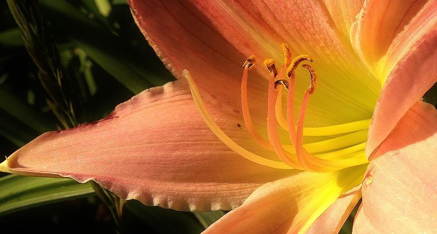 Tequila Sunrise Lily Photograph by Bruce Bley