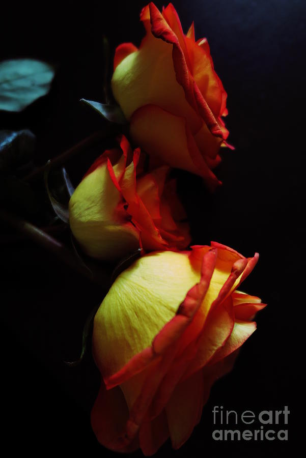 Tequila Sunrise Roses 2 Photograph by Tara Shalton