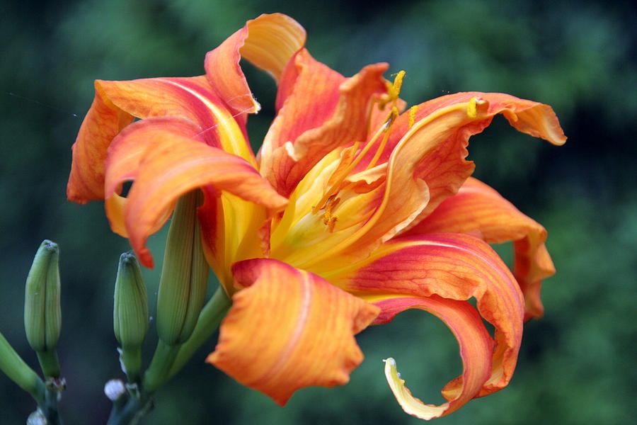 Tequilla Sunrise Daylilly Photograph by Valerie Collins