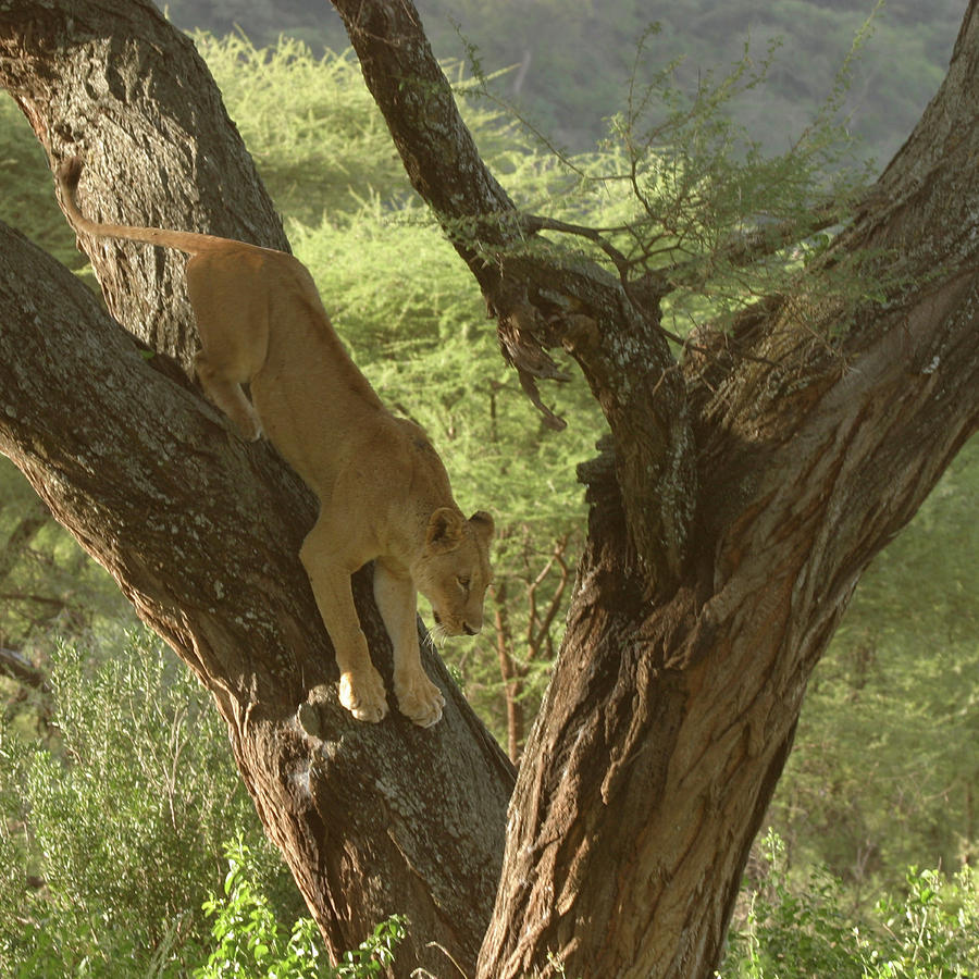 Terengeti Lioness Photograph by Joseph G Holland
