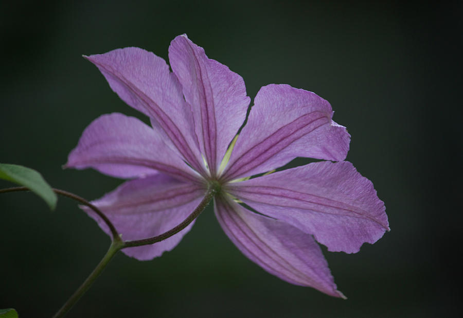 Teresas Clematis Photograph by Suzanne Gaff