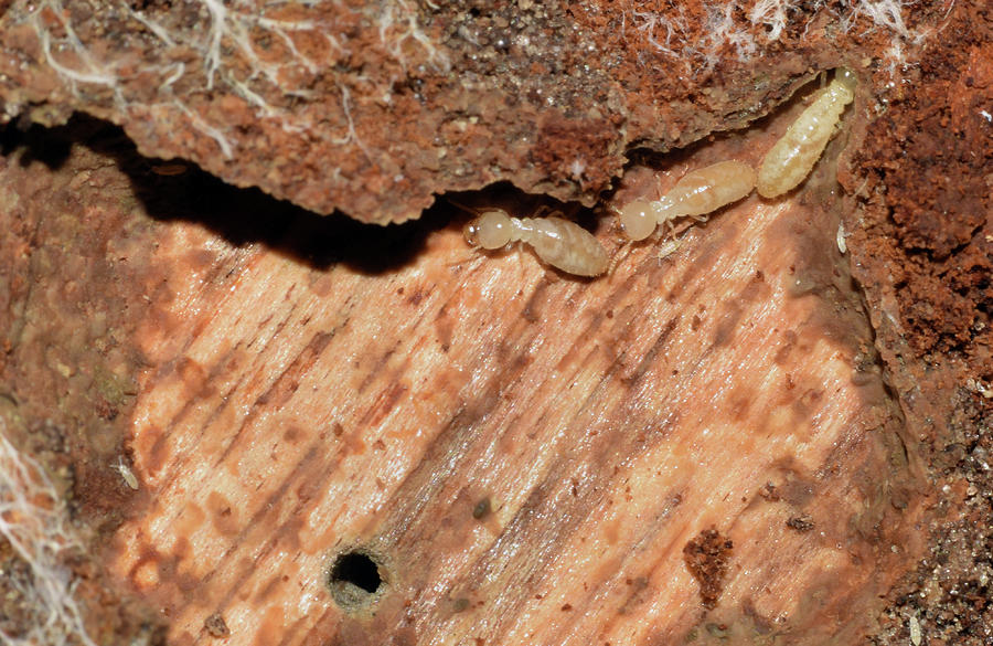 Termite Larvae Photograph by Larah McElroy