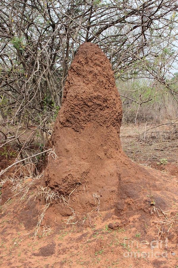 Termite Mound Photograph by Bev Conover
