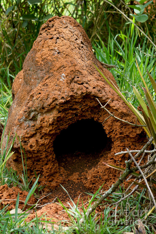 Termite Mound In Brazil Photograph by Dant Fenolio