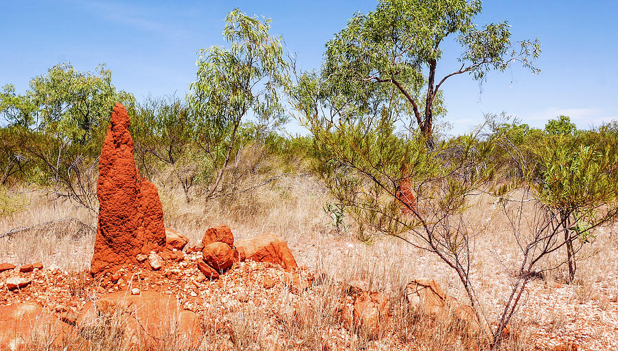 Termite Mounds Photograph by Lexa Harpell